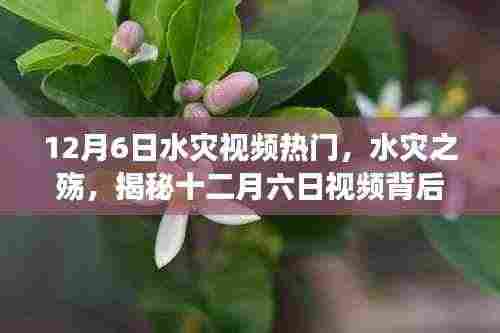 揭秘十二月六日水灾视频背后的故事与伤痛,水灾之殇引发关注热议