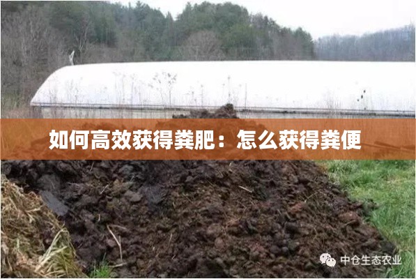 如何高效获得粪肥:怎么获得粪便
