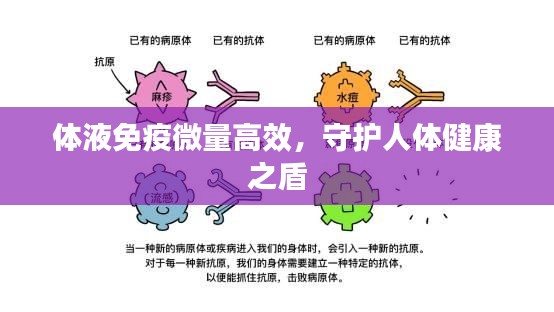 体液免疫微量高效,守护人体健康之盾