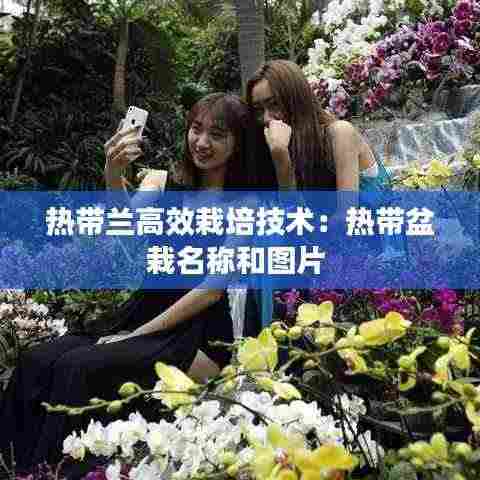 热带兰高效栽培技术:热带盆栽名称和图片