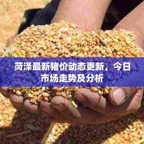 菏泽最新猪价动态更新，今日市场走势及分析