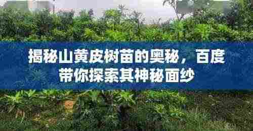 揭秘山黄皮树苗的奥秘,百度带你探索其神秘面纱