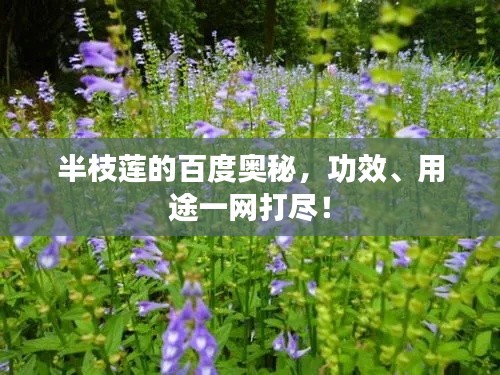 半枝莲的百度奥秘,功效、用途一网打尽!