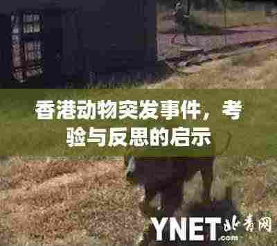 香港动物突发事件,考验与反思的启示