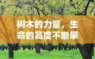 树木的力量,生命的高度不断攀升