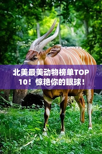 北美最美动物榜单TOP10!惊艳你的眼球!