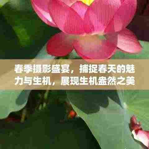 春季摄影盛宴,捕捉春天的魅力与生机,展现生机盎然之美!