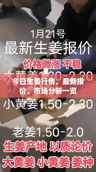今日生姜行情,最新报价、市场分析一览